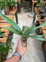 Angraecum Sesquipedale - COLEÇÃO - Imagem 6