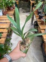 Angraecum Sesquipedale - COLEÇÃO - Imagem 5