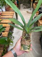 Angraecum Sesquipedale - COLEÇÃO - Imagem 4