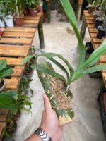 Angraecum Sesquipedale - COLEÇÃO - Imagem 3