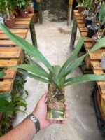 Angraecum Sesquipedale - COLEÇÃO - Imagem 2