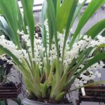 Touceira Eria Hyacinthoides - COLEÇÃO