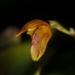 Pabstiella Trimeropetala