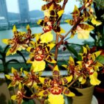 Colmanara Wildcat - COLEÇÃO