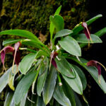 Masdevallia Deceptrix - COLEÇÃO