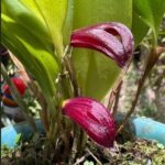 Zootrophion Atropurpureum