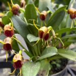 Masdevallia Infracta - COLEÇÃO