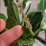 Stellis Argentata - COLEÇÃO