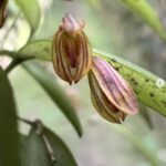 Acianthera Wilsonii - COLEÇÃO