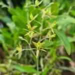 Lanium Avicula - COLEÇÃO