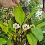 Bifrenaria Harrisoniae - PERFUMADA