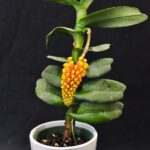 Robiquetia Cerina - COLEÇÃO