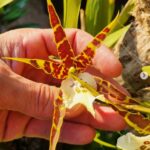 Miltassia Natalia - COLEÇÃO