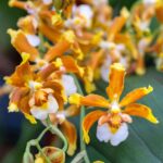 Hawaiian Oncostele Hilo Firecracker ''Lucky Strike'' - COLEÇÃO