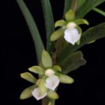 Touceira Dichaea Australis - COLEÇÃO
