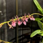Bulbophyllum Saltatorium - COLEÇÃO