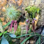 Bulbophyllum Emily Siegerist - COLEÇÃO