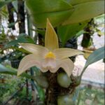 Bulbophyllum Siamense - COLEÇÃO