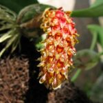 Bulbophyllum Crassipes - COLEÇÃO