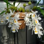 Coelogyne Cristata ''Orquídea Branca de Neve'' - COLEÇÃO