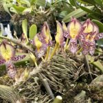 Bulbophyllum Macrathum - COLEÇÃO