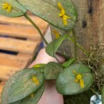 Acianthera Luteola - COM FLOR