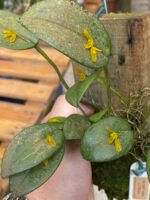 Acianthera Luteola - COM FLOR