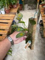 Acianthera Luteola - COM FLOR - Imagem 5