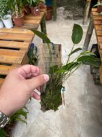 Acianthera Luteola - COM FLOR - Imagem 4