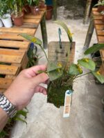 Acianthera Luteola - COM FLOR - Imagem 3