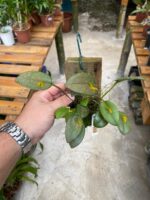 Acianthera Luteola - COM FLOR - Imagem 2