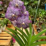 Vanda Sunanda Royal Purple - COM FLOR