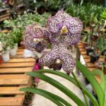 Vanda Sunanda Ocelot Mocha