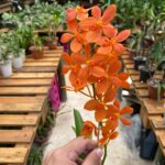 Vanda Ascocentrum Miniatum - COM FLOR