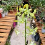 Dendrobium Banana Royal   - COLEÇÃO