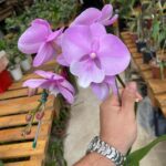 Phalaenopsis Pink David Big Lip - COLEÇÃO