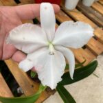 Cattleya Alba Sem ID.