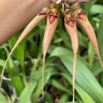 Bulbophyllum Louís Sander