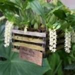 Pholidota Chinensis ''Orquídea Cascavel'' - COLEÇÃO