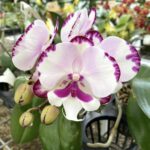 Phalaenopsis Dalmatian King Car Big Lip (N°2) - COLEÇÃO