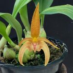 Bulbophyllum Dearei Matt x Lobbii - COLEÇÃO