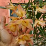 Dendrobium Moschatum - COLEÇÃO