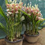 Phaius Tankervilleae ''Orquídea Capuz de Freira''