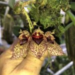 Bulbophyllum Frostii