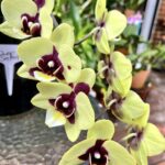 Phalaenopsis Deep Secret - COLEÇÃO