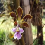 Encyclia Duveenii