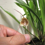 Drácula Erythrochaete - Orquídea Macaco