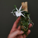 Angraecum Didieri - COLEÇÃO