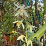 Coelogyne Trinervis - COLEÇÃO