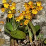 Polystachya Pubescens - COLEÇÃO